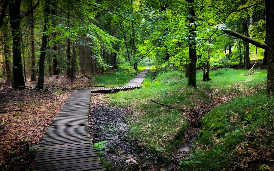 Bild eines Waldstückes mit Holzplanken-Weg